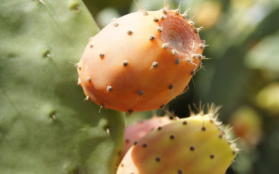Cactusvijg olie (prickly pear)